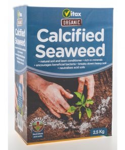 Calcified Seaweed